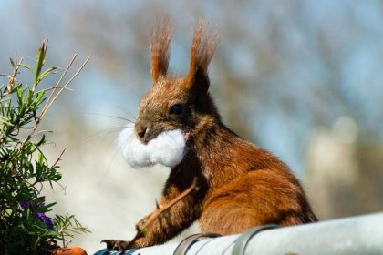 Koala, Fridolin und Frédéric: Berliner macht Eichhörnchen zu Facebook-Stars
