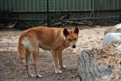 Vater rettet kleinen Sohn auf australischer Insel vor Dingo-Angriff