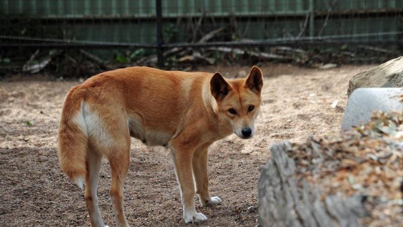 Vater rettet kleinen Sohn auf australischer Insel vor Dingo-Angriff