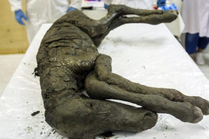 Flüssiges Blut in 42.000 Jahre altem „Fohlen aus dem Eis“ entdeckt. Nächster Schritt: Klonen?