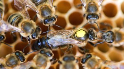 Zum Schutz der Bienen: Experten fordern Imkerei-Schein