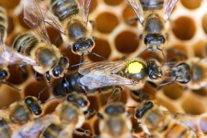 Zum Schutz der Bienen: Experten fordern Imkerei-Schein