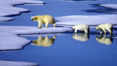 Eisbären im hohen Norden profitieren vom dünner werdenden Eis