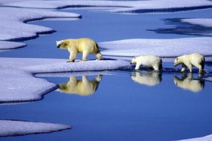 Eisbären im hohen Norden profitieren vom dünner werdenden Eis