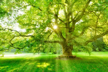 Ich liebe meines Wesens Dunkelstunden … Von Rainer Maria Rilke