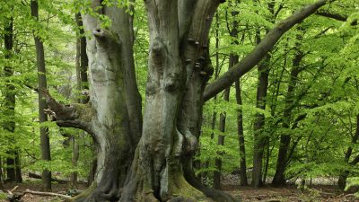 An den Wald – Von Christian Morgenstern