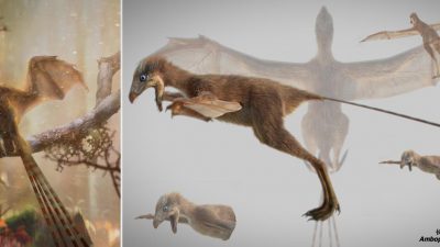Fledermaus-großer Dinosaurier gibt Aufschluss über Evolution des Fliegens