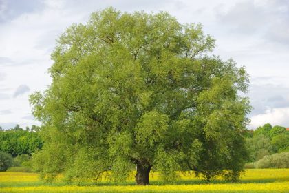 Bäume – Von Francisca Stoecklin