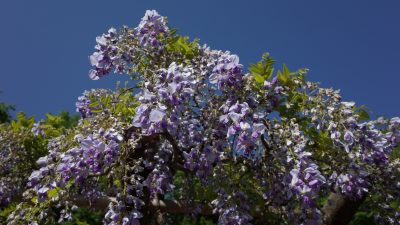 Erste Blüten, erster Mai – Von Otto Julius Bierbaum