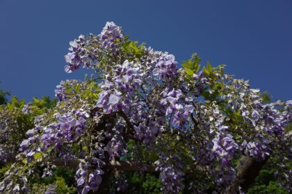 Erste Blüten, erster Mai – Von Otto Julius Bierbaum