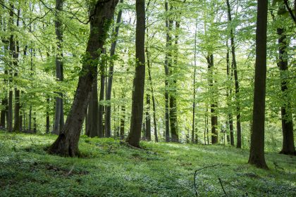 Waldlied im Mai – Von Heinrich Hoffmann