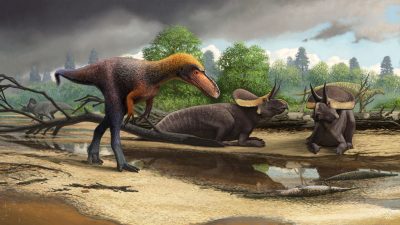 So groß wie ein Shetlandpony: Forscher entdecken neue T. rex-Art