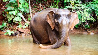 Elefant nach Tagen aus Brunnen gerettet
