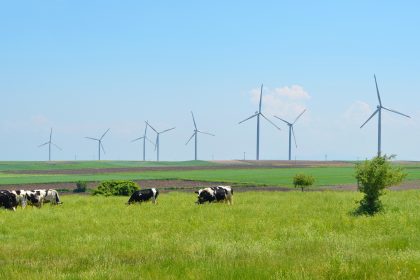 Sind Windräder schädlich? Französische Bauern beklagen mysteriöses Kuhsterben