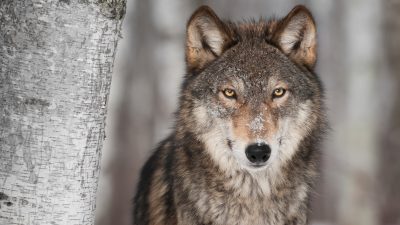 Wölfe reißen immer mehr Nutztiere: Regierung vor Abschuss-Einigung