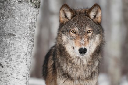 Bundeskabinett gibt grünes Licht für erleichterten Abschuss von Wölfen