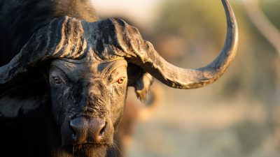 Simbabwe erlaubt Büffeljagd mit Pfeil und Bogen – als Touristenattraktion