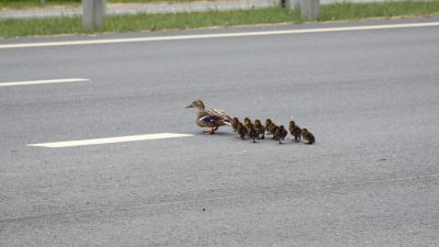 Entenfamilie legt Verkehr auf Autobahn bei Dortmund lahm