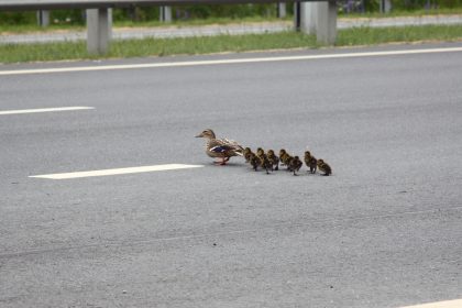 Entenfamilie legt Verkehr auf Autobahn bei Dortmund lahm
