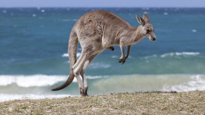 Polizisten retten bewusstloses Känguru aus dem Meer