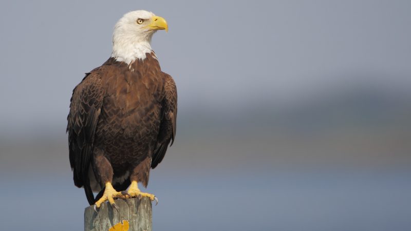 Mission „Adler aus Schlamm retten“ erfolgreich