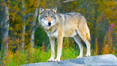 „Zeit für Schutz vor Wölfen“ – Norddeutsche Umweltminister kritisieren den Bund