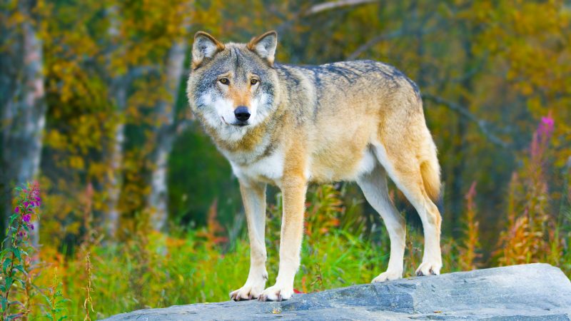 Über 1.000 heimische Wölfe in Deutschland – „breiten sich sehr dynamisch aus“