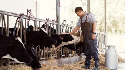 Höfesterben und Selbstausbeutung: Kosten der Milcherzeugung sind höher als die Preise