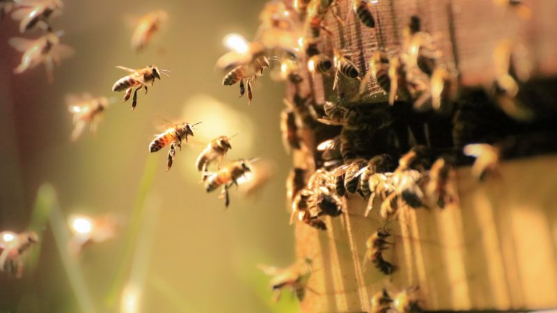 Honigbienen tanzen Dialekt – Zweifel daran endlich beseitigt