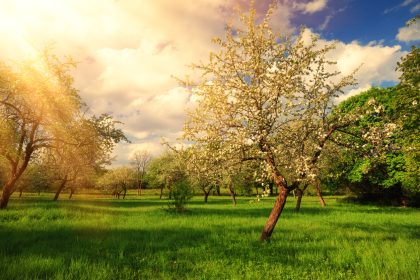 Bayern: Bauern fällen Obstbäume – aus Angst vor dem Bienenschutz-Gesetz