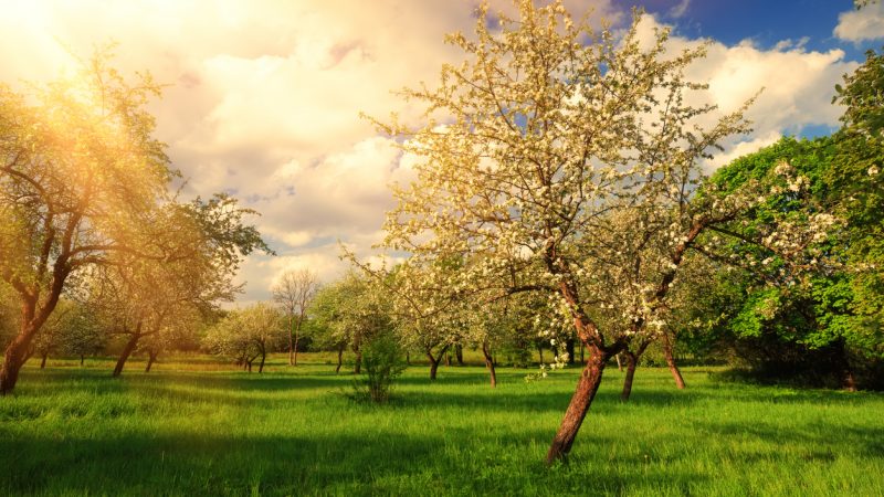 Bayern: Bauern fällen Obstbäume – aus Angst vor dem Bienenschutz-Gesetz