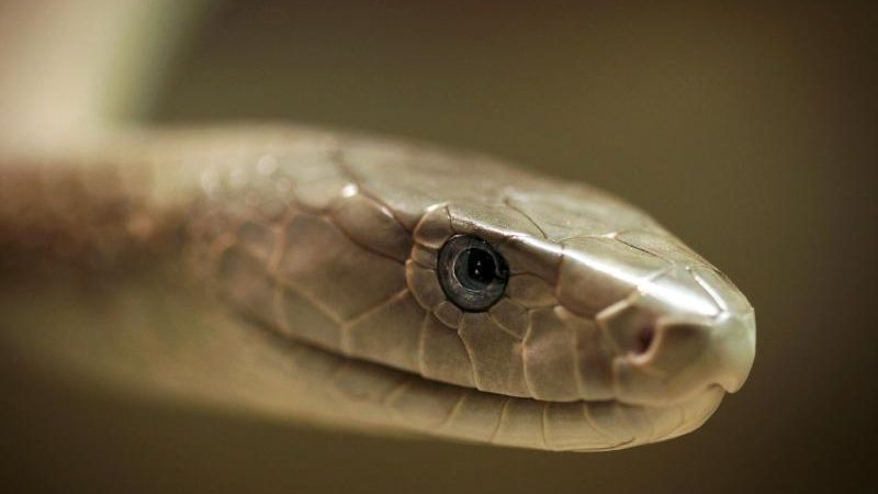 Giftschlangen-Bisse: Jährlich sterben 138.000 Menschen an Bissen von Giftschlangen