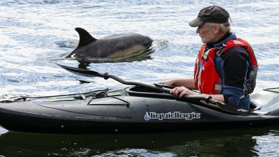 Ungewöhnlicher Gast in der Kieler Förde: Delfin „schwimmt immer im Kreis“