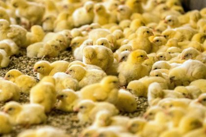 Vergast und geschreddert: Höchstgericht entscheidet über massenhaftes Töten männlicher Küken