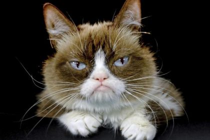 Das Internet trägt Trauer: Mürrische „Grumpy Cat“ ist tot