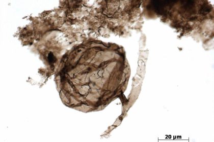 900 Millionen Jahre alte Pilze stellen Theorie zur Entstehung irdischen Lebens in Frage