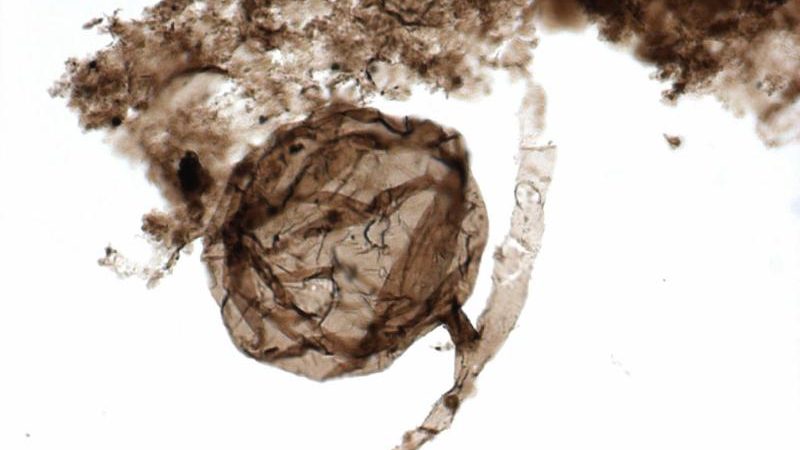 900 Millionen Jahre alte Pilze stellen Theorie zur Entstehung irdischen Lebens in Frage
