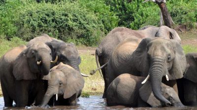 Elefanten besuchten trauernde Witwe – 30 Jahre zuvor rettete der „Elefanten-Flüsterer“ die Herde