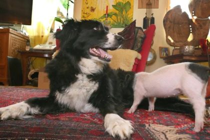 Kuriose Mutterliebe: Hündin säugt Ferkel