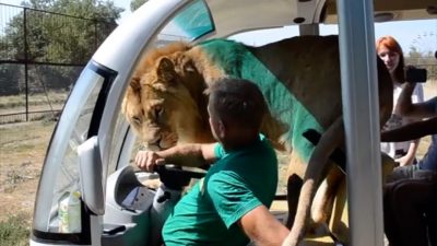 Kuschel-Kätzchen XXL: Löwe sucht Nähe von Safari-Teilnehmern