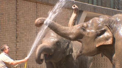 Hitzewelle: So werden die Tiere abgekühlt – Eisbomben-Vergnügen im Berliner Zoo