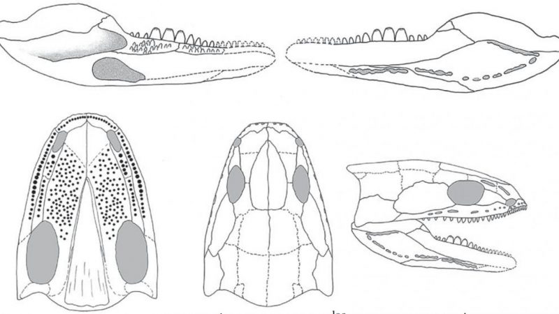 Acherontiscus caledoniae, der Tetrapode mit den "beispiellosen Zähnen".