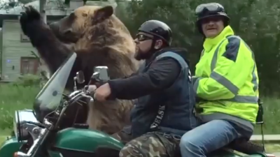 Eine bärenstarke Freundschaft