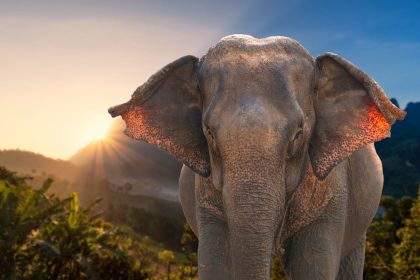 Der neue Antisemitismus: Deutschlands Politik und der Elefant im Raum