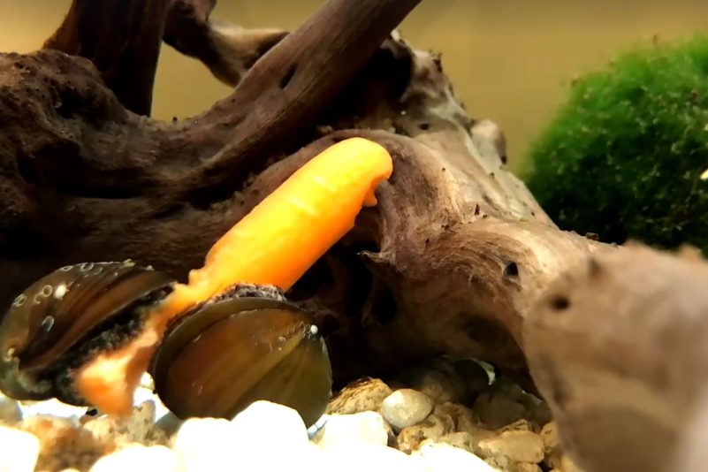 Schnecken können nicht genug von Baby Karotte bekommen!