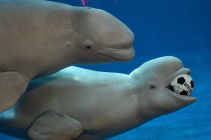 Neue Touristenattraktion: „Little White“ und „Little Grey“ in Wassertanks aus chinesischer Gefangenschaft nach Island geflogen