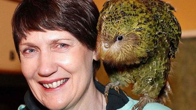 Kakapo kurz vor dem Aussterben – Seuche bedroht letzte Bestände des dicksten Papageien der Welt