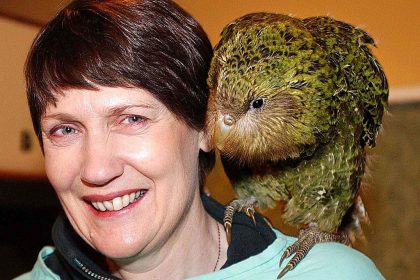 Kakapo kurz vor dem Aussterben – Seuche bedroht letzte Bestände des dicksten Papageien der Welt