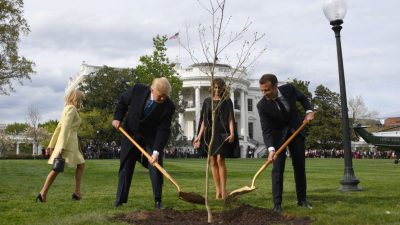 Symbolisch? Von Trump und Macron gepflanzte Eiche im Garten des Weißen Hauses gestorben