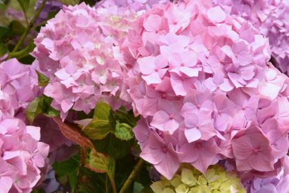 Rosa Hortensie – Von Rainer Maria Rilke